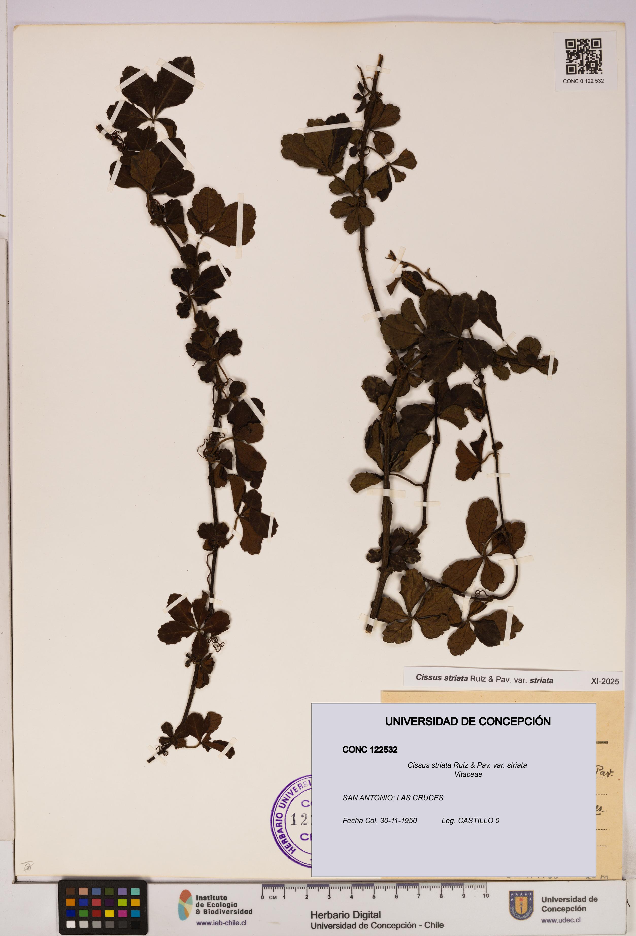 Cissus striata var. striata [Espécimen: UDEC:CONC:0122532]