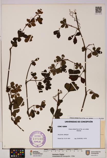 Cissus striata var. striata [Espécimen: UDEC:CONC:0122533]