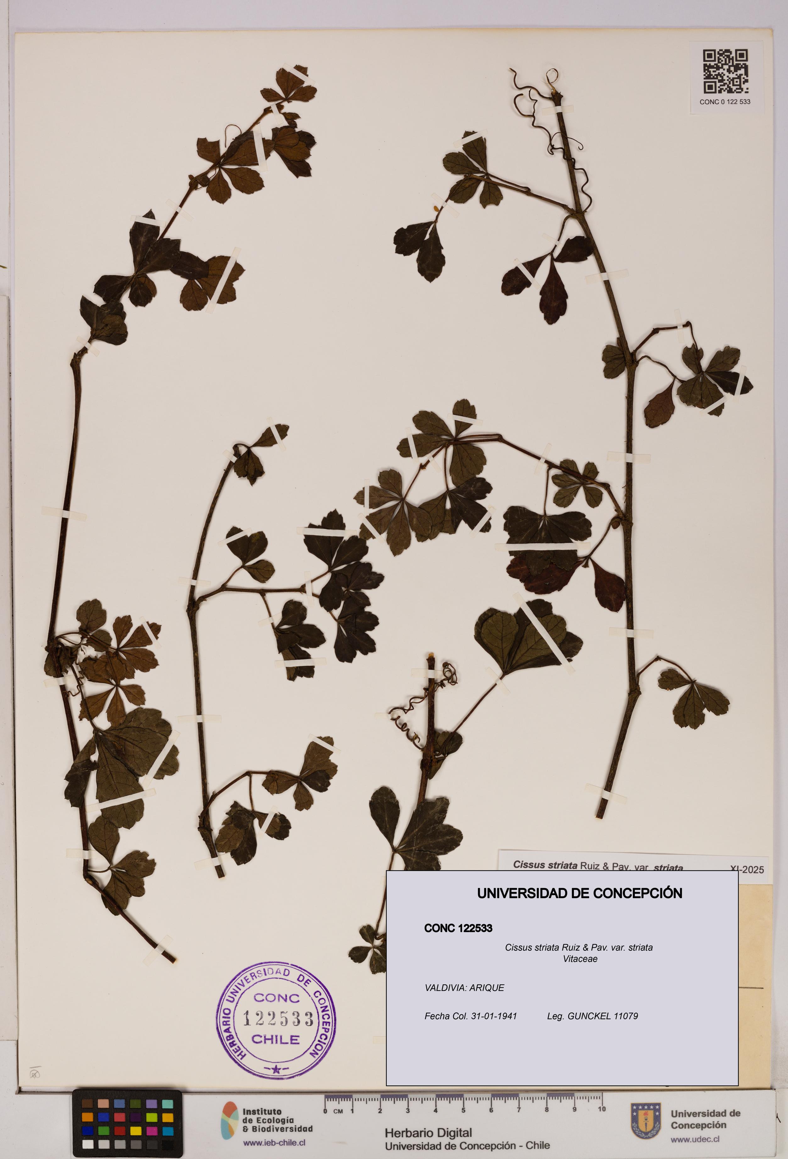 Cissus striata var. striata [Espécimen: UDEC:CONC:0122533]