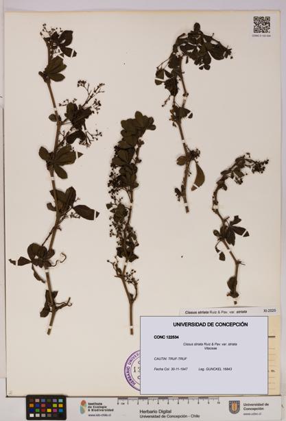 Cissus striata var. striata [Espécimen: UDEC:CONC:0122534]