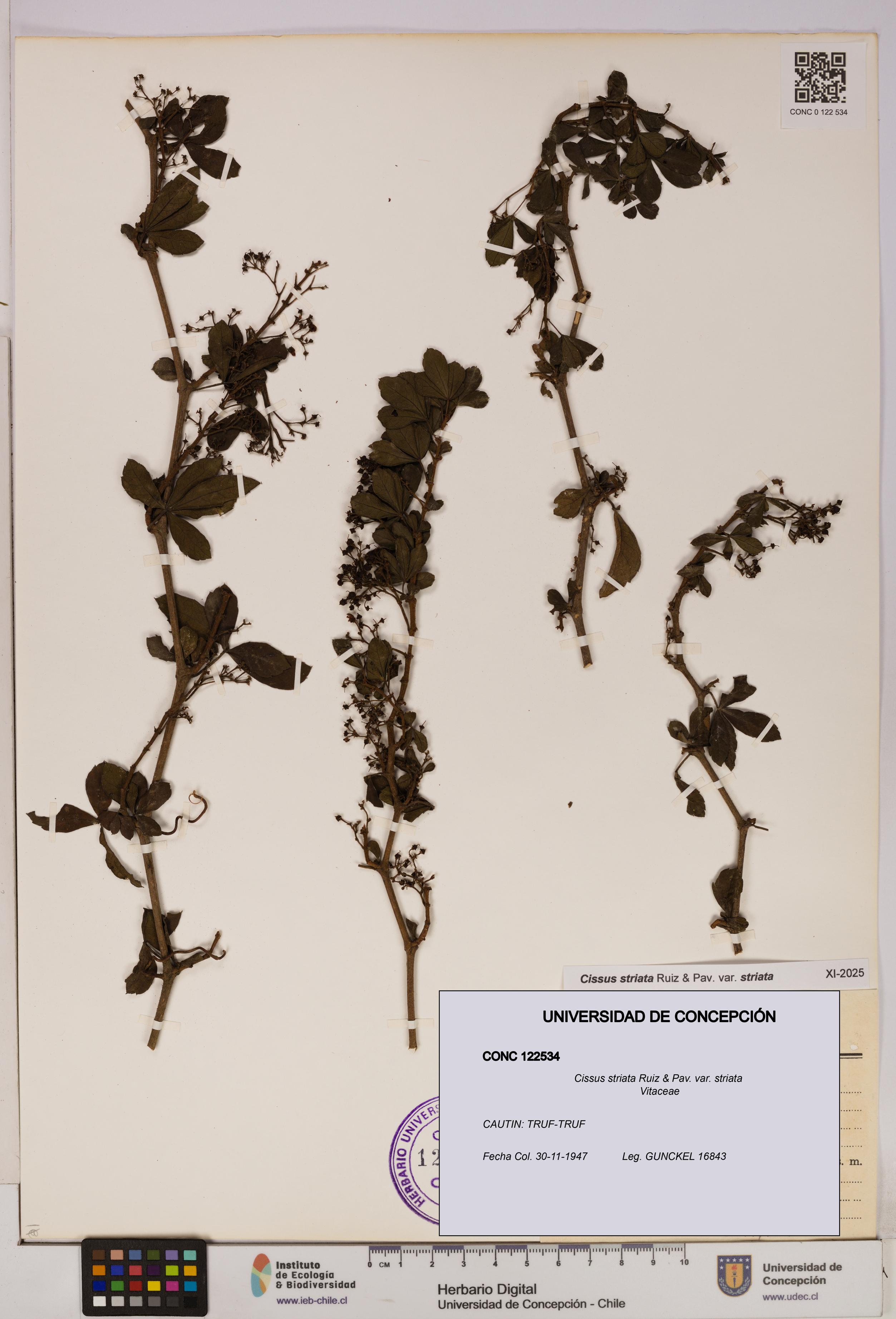 Cissus striata var. striata [Espécimen: UDEC:CONC:0122534]