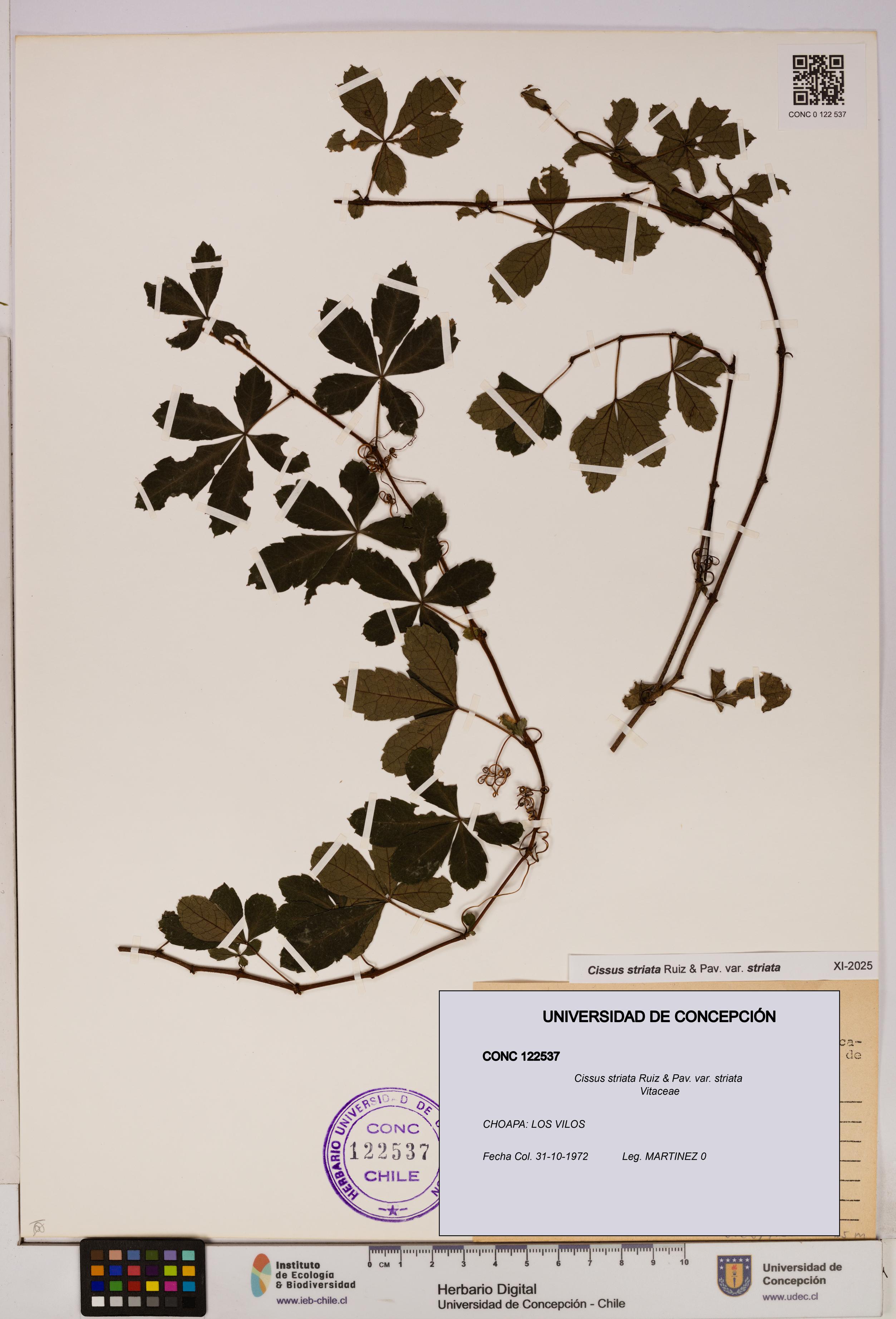 Cissus striata var. striata [Espécimen: UDEC:CONC:0122537]