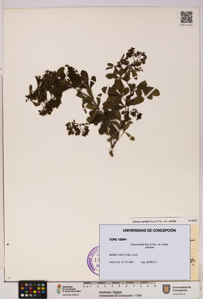 Cissus striata var. striata [Espécimen: UDEC:CONC:0122541]