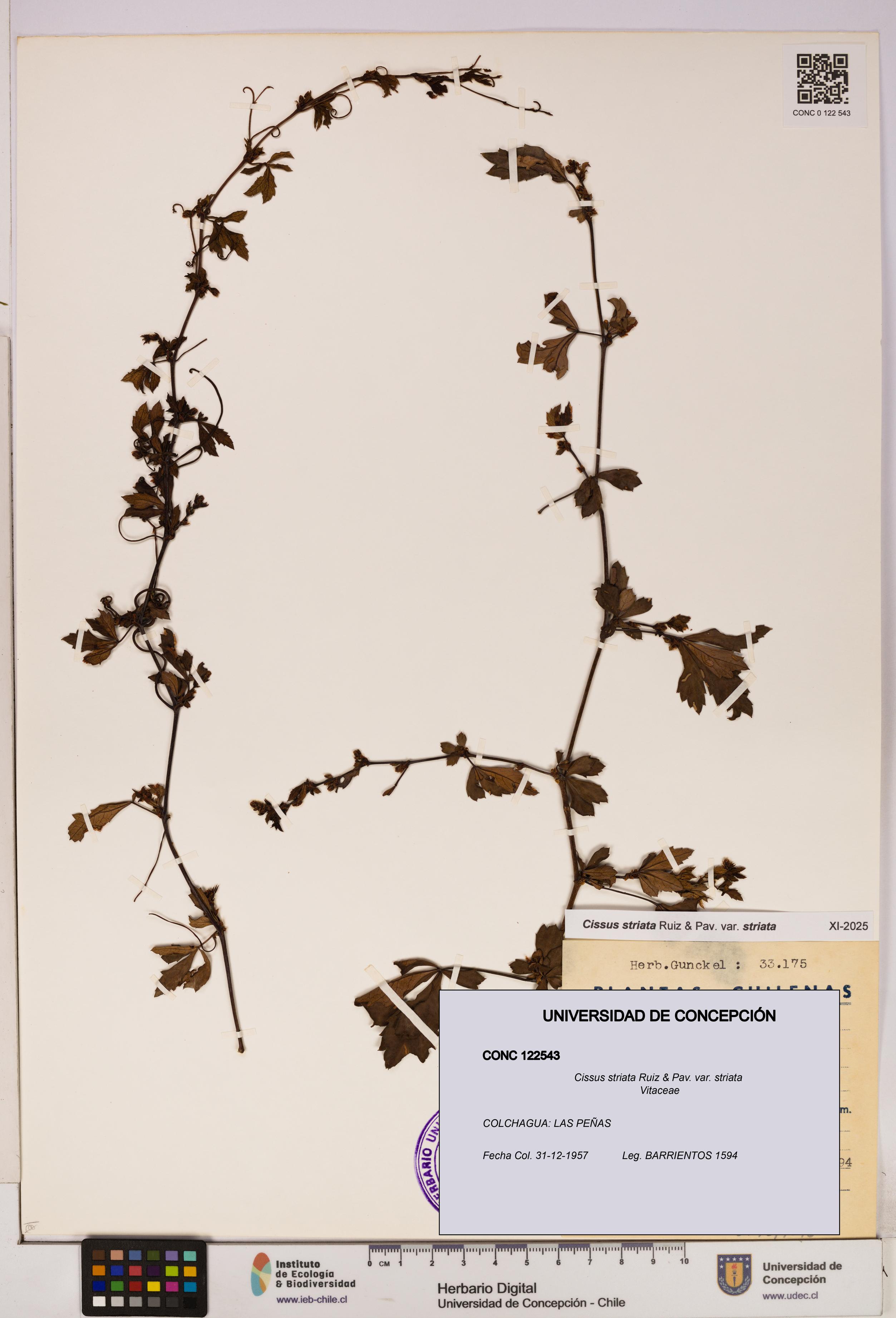 Cissus striata var. striata [Espécimen: UDEC:CONC:0122543]