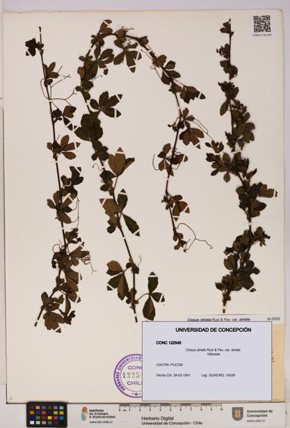 Cissus striata var. striata [Espécimen: UDEC:CONC:0122545]