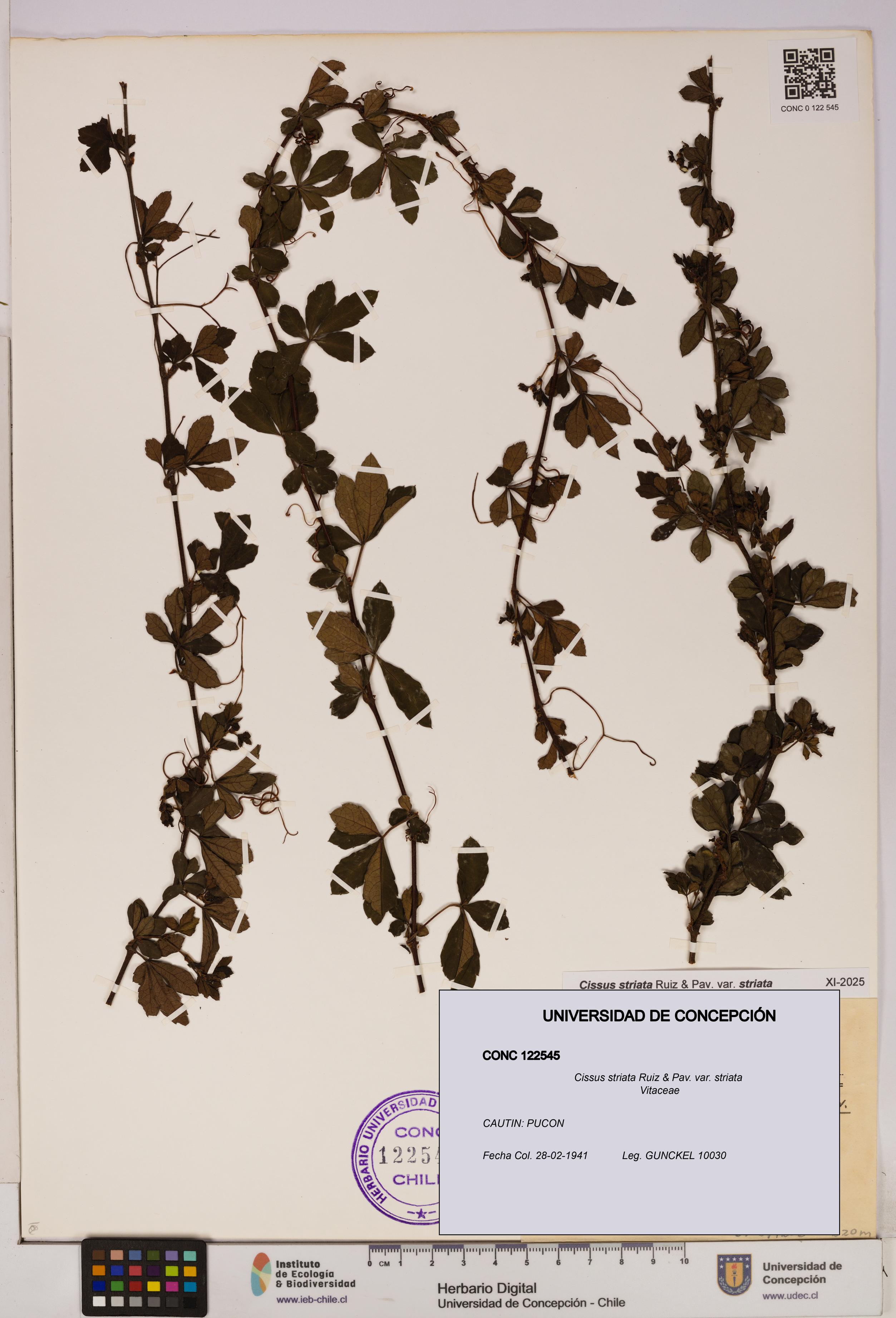 Cissus striata var. striata [Espécimen: UDEC:CONC:0122545]