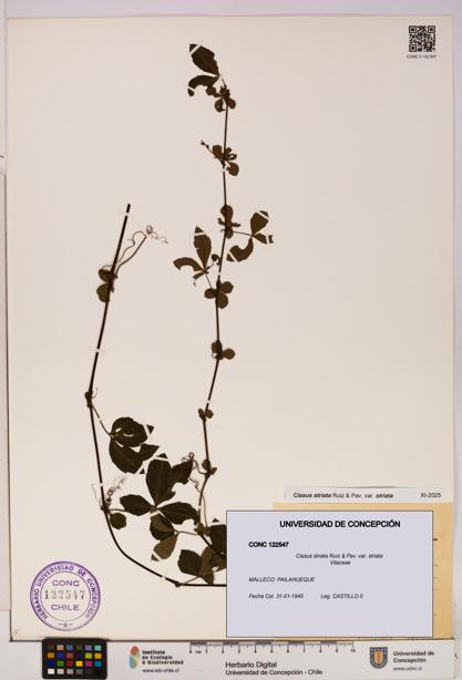 Cissus striata var. striata [Espécimen: UDEC:CONC:0122547]