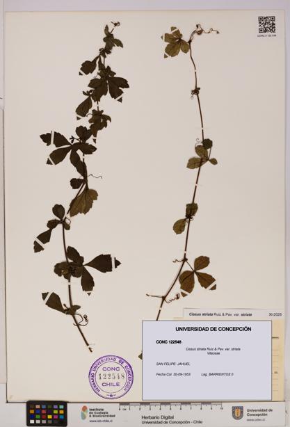 Cissus striata var. striata [Espécimen: UDEC:CONC:0122548]