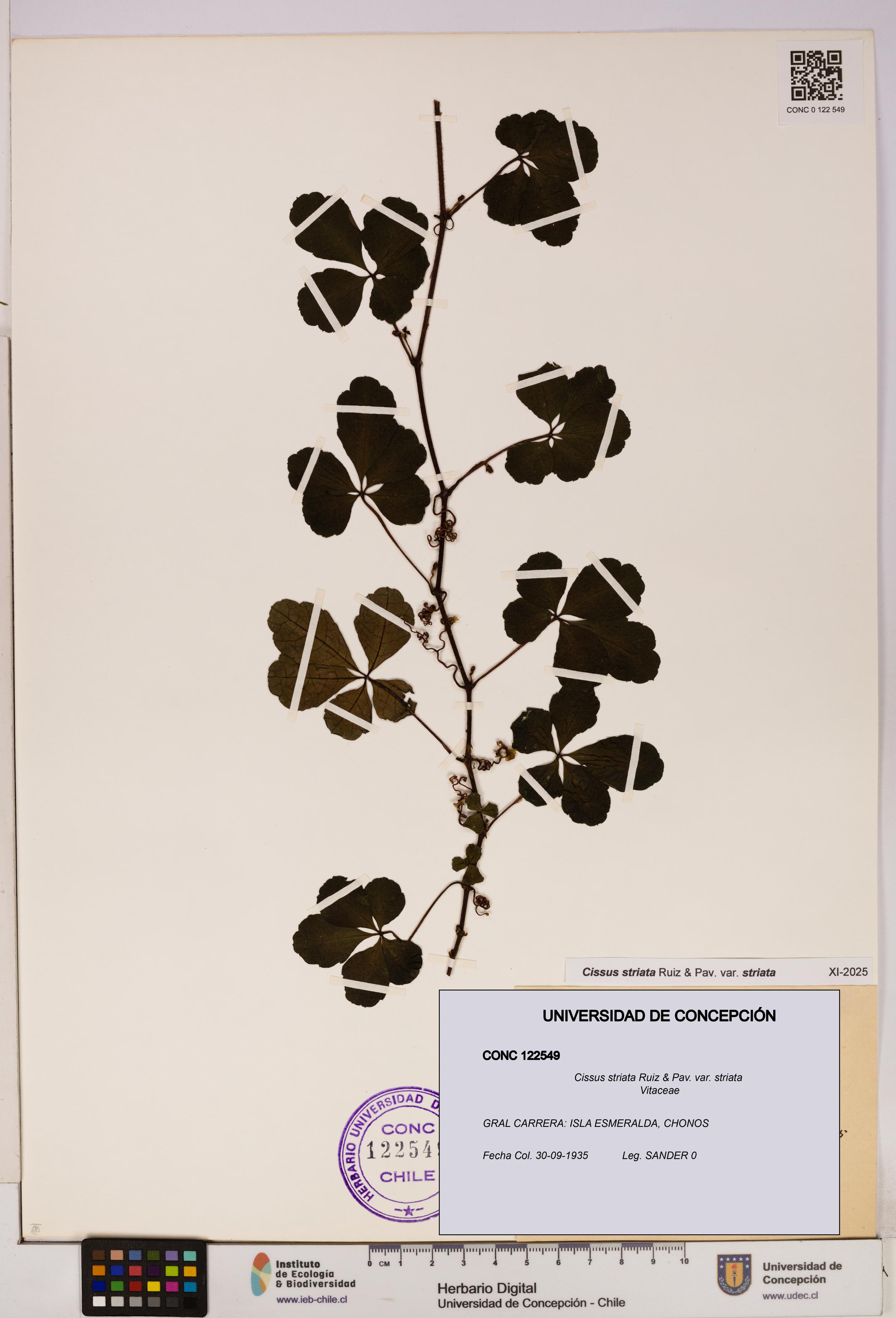 Cissus striata var. striata [Espécimen: UDEC:CONC:0122549]