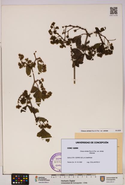 Cissus striata var. striata [Espécimen: UDEC:CONC:0122550]
