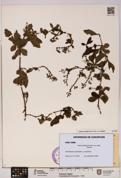 Cissus striata var. striata [Espécimen: UDEC:CONC:0122552]