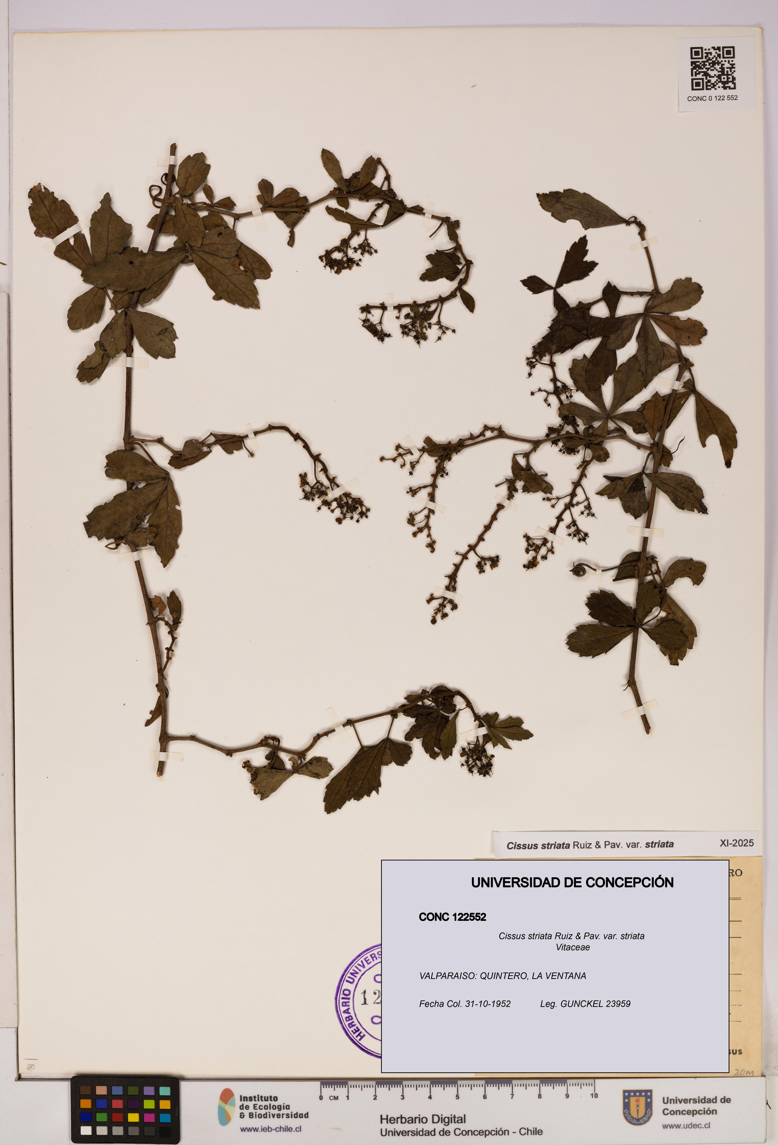 Cissus striata var. striata [Espécimen: UDEC:CONC:0122552]