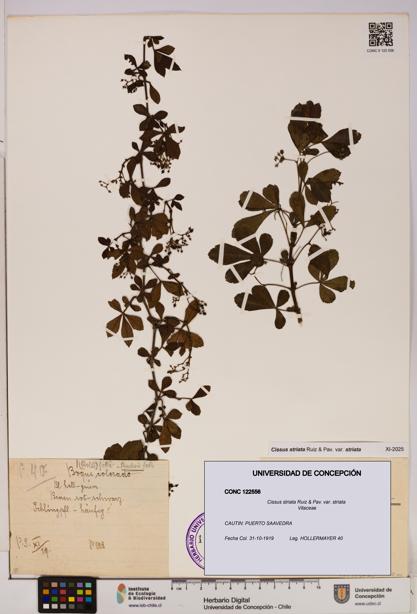 Cissus striata var. striata [Espécimen: UDEC:CONC:0122556]