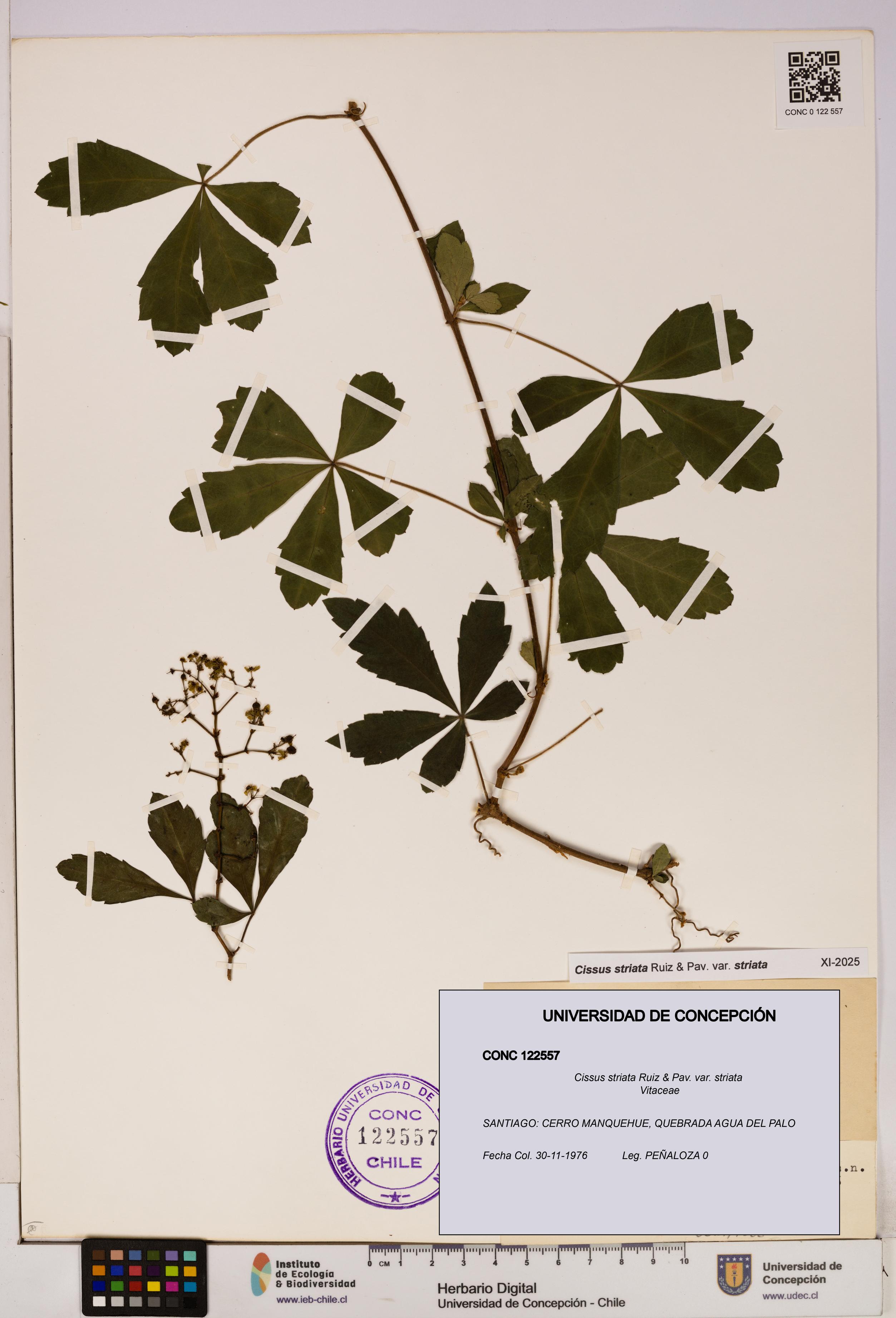 Cissus striata var. striata [Espécimen: UDEC:CONC:0122557]