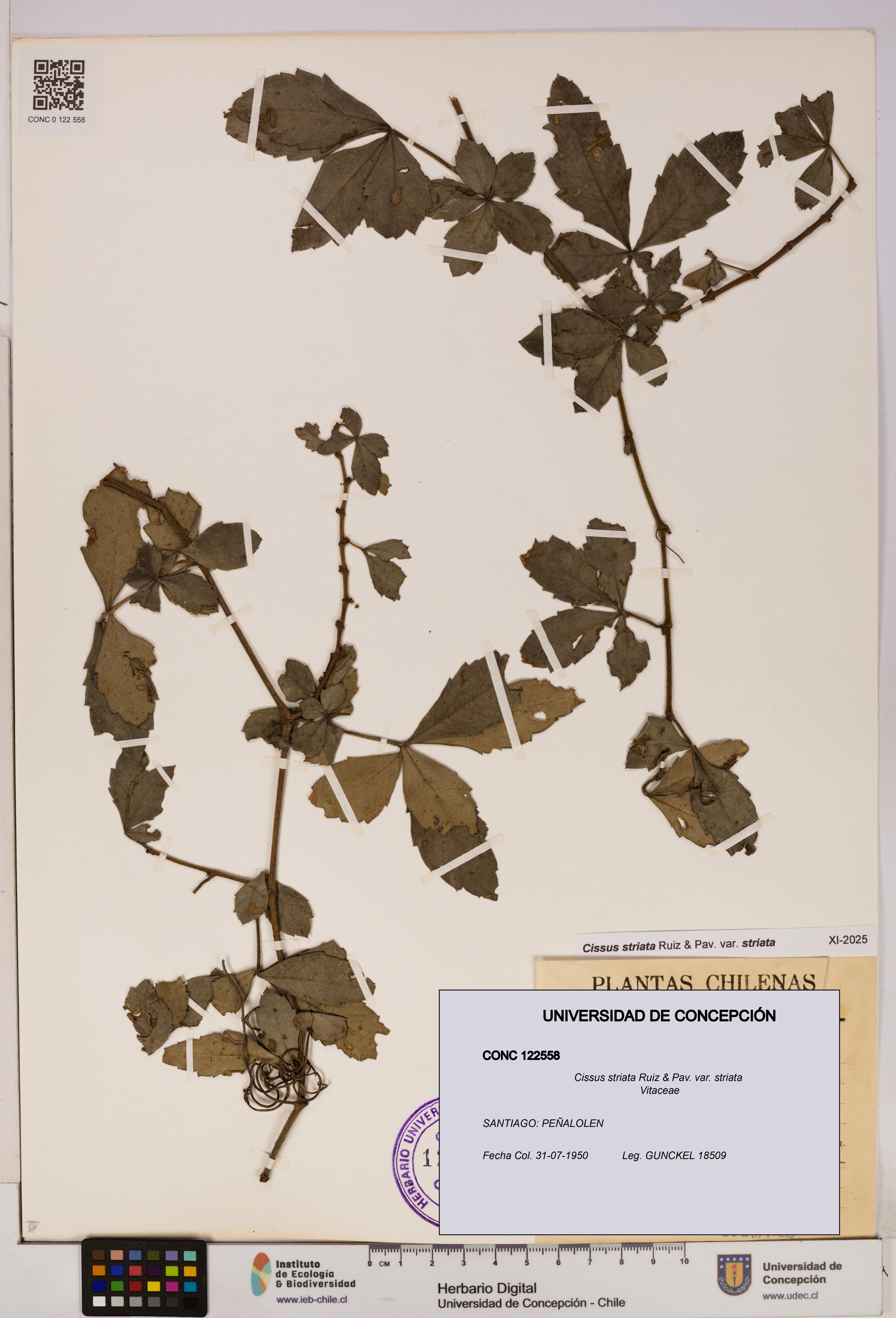 Cissus striata var. striata [Espécimen: UDEC:CONC:0122558]