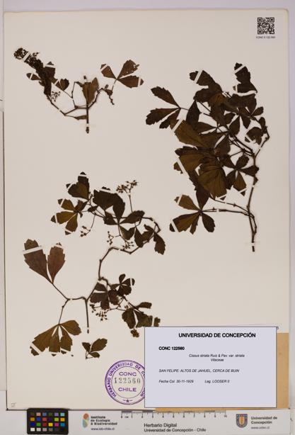 Cissus striata var. striata [Espécimen: UDEC:CONC:0122560]