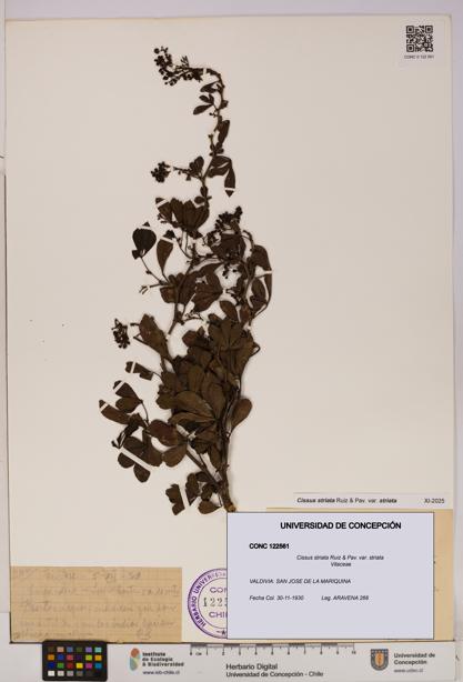 Cissus striata var. striata [Espécimen: UDEC:CONC:0122561]