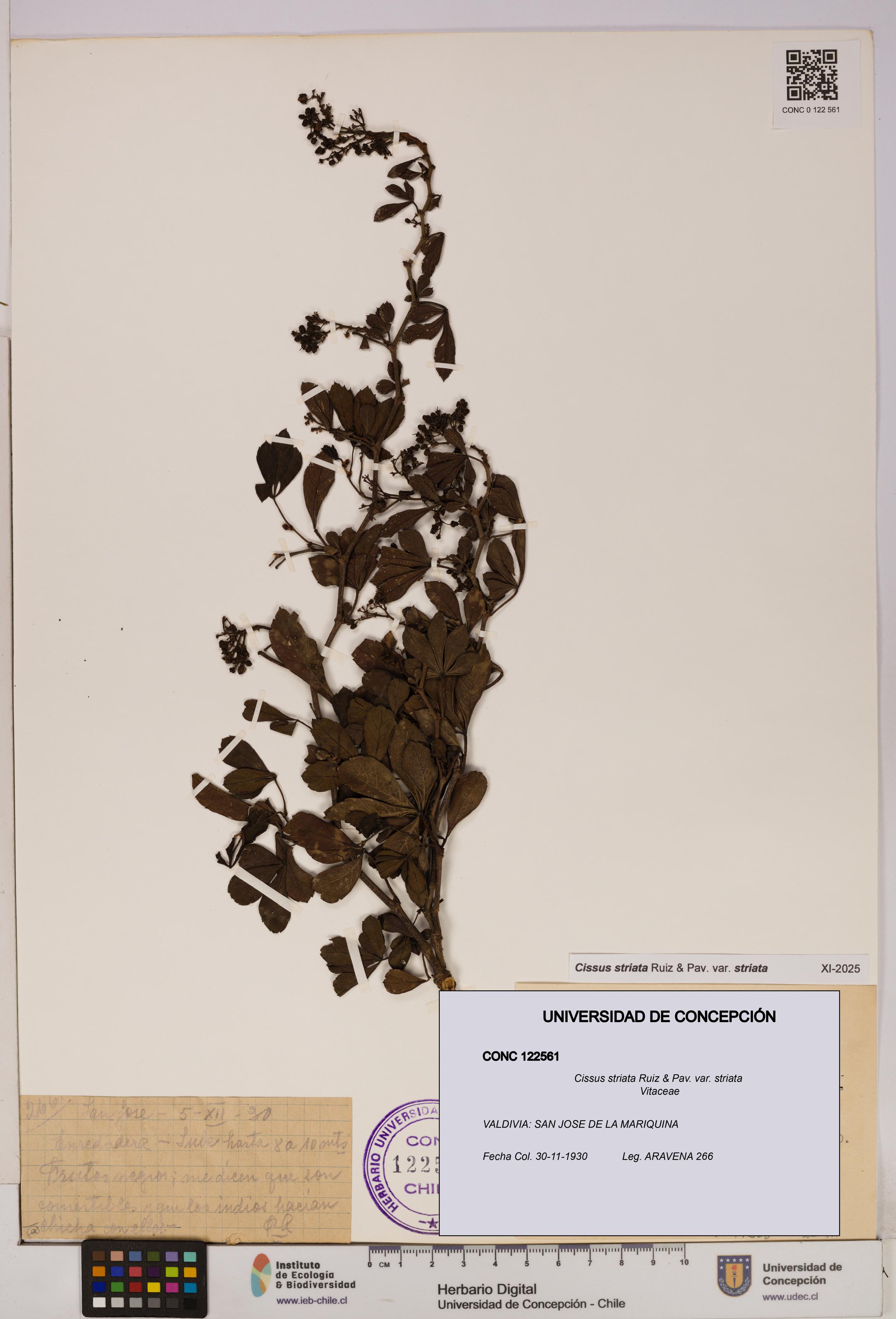 Cissus striata var. striata [Espécimen: UDEC:CONC:0122561]