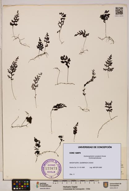 Hymenophyllum cuneatum [Espécimen: UDEC:CONC:0122673]