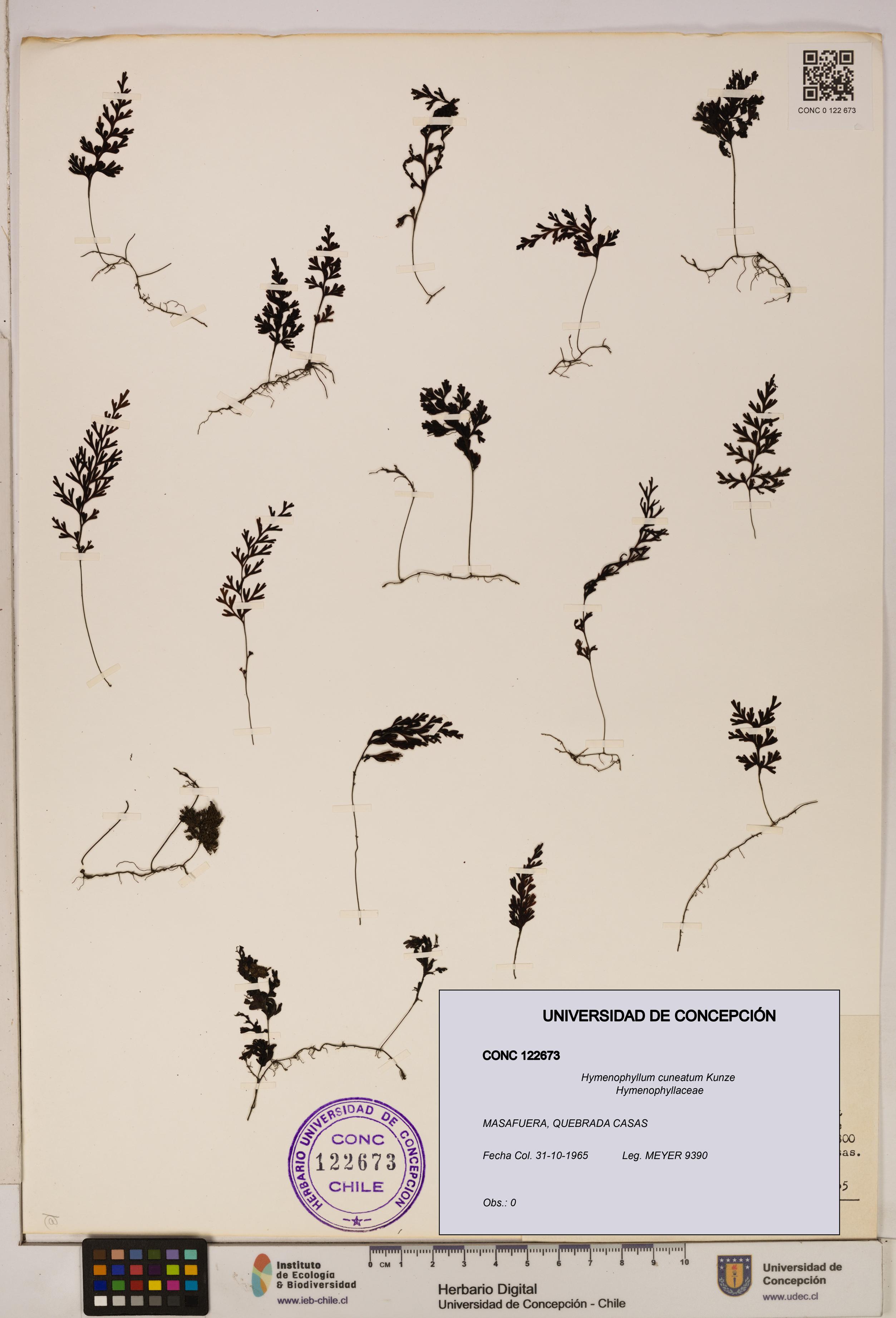 Hymenophyllum cuneatum [Espécimen: UDEC:CONC:0122673]