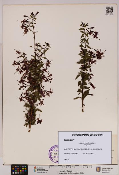 Fuchsia magellanica [Espécimen: UDEC:CONC:0122677]