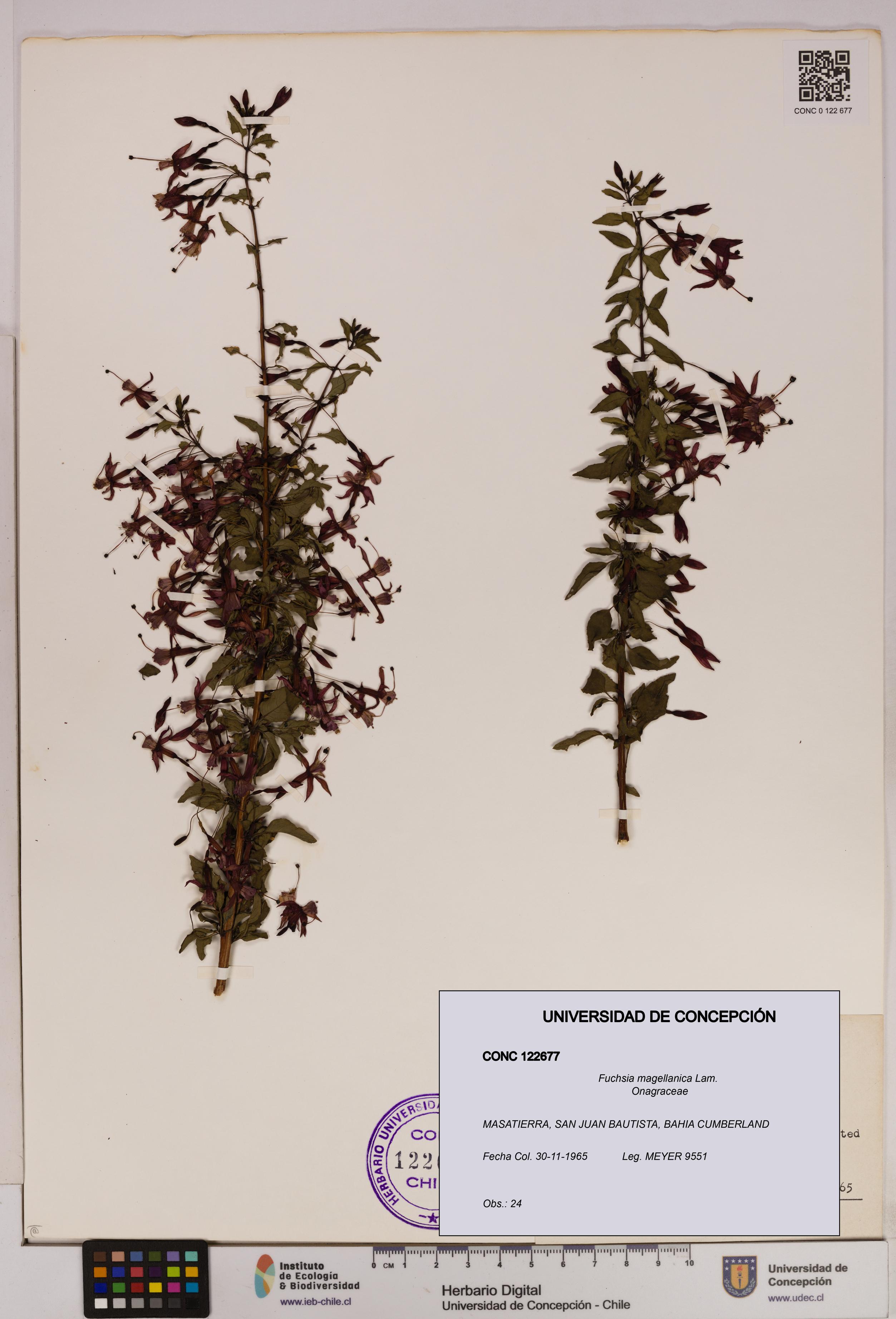 Fuchsia magellanica [Espécimen: UDEC:CONC:0122677]