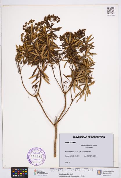 Robinsonia gracilis [Espécimen: ]