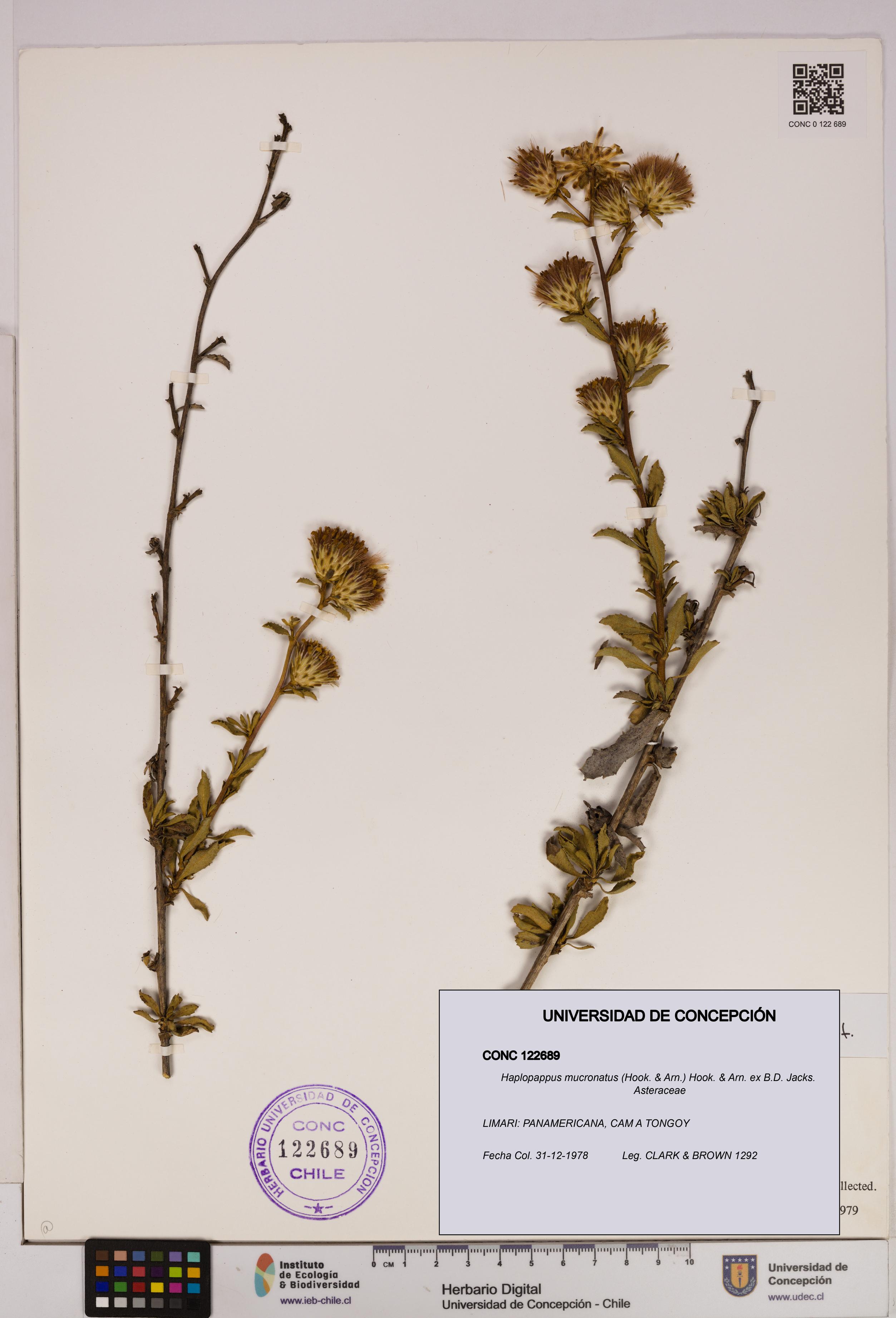 Haplopappus mucronatus [Espécimen: UDEC:CONC:0122689]