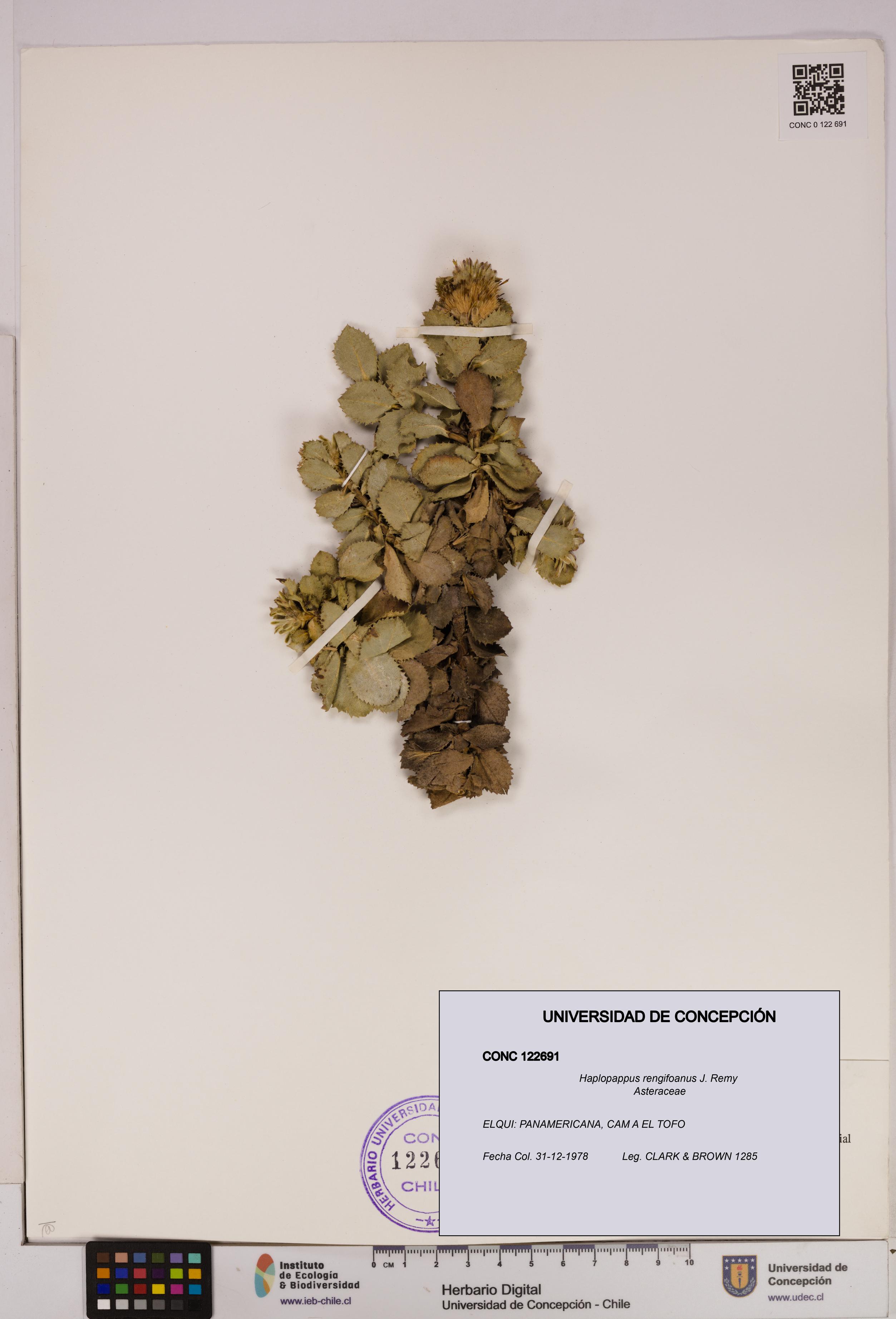 Haplopappus rengifoanus [Espécimen: UDEC:CONC:0122691]