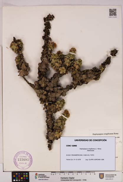 Haplopappus rengifoanus [Espécimen: UDEC:CONC:0122692]