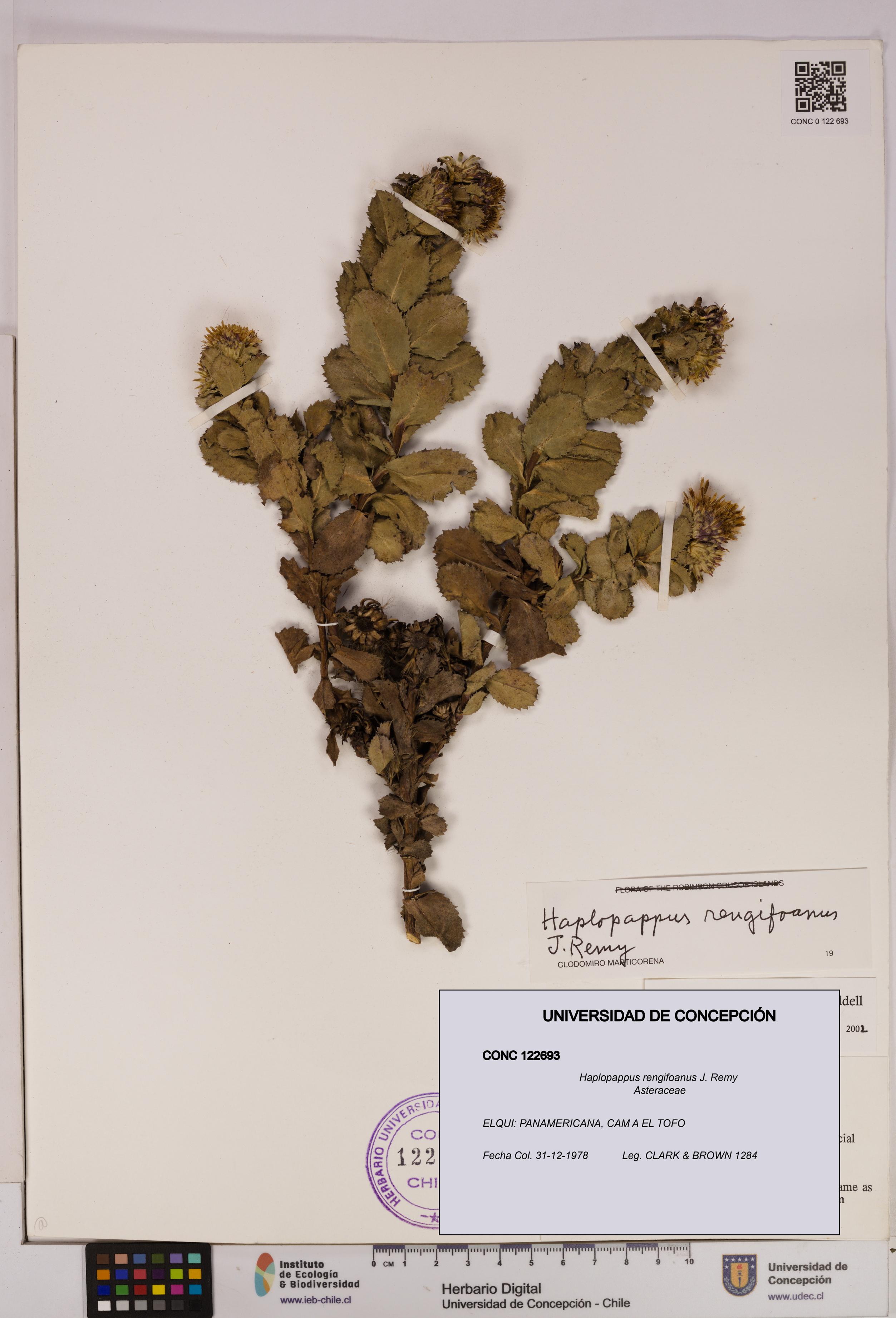 Haplopappus rengifoanus [Espécimen: UDEC:CONC:0122693]
