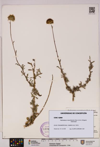Haplopappus coquimbensis [Espécimen: UDEC:CONC:0122694]
