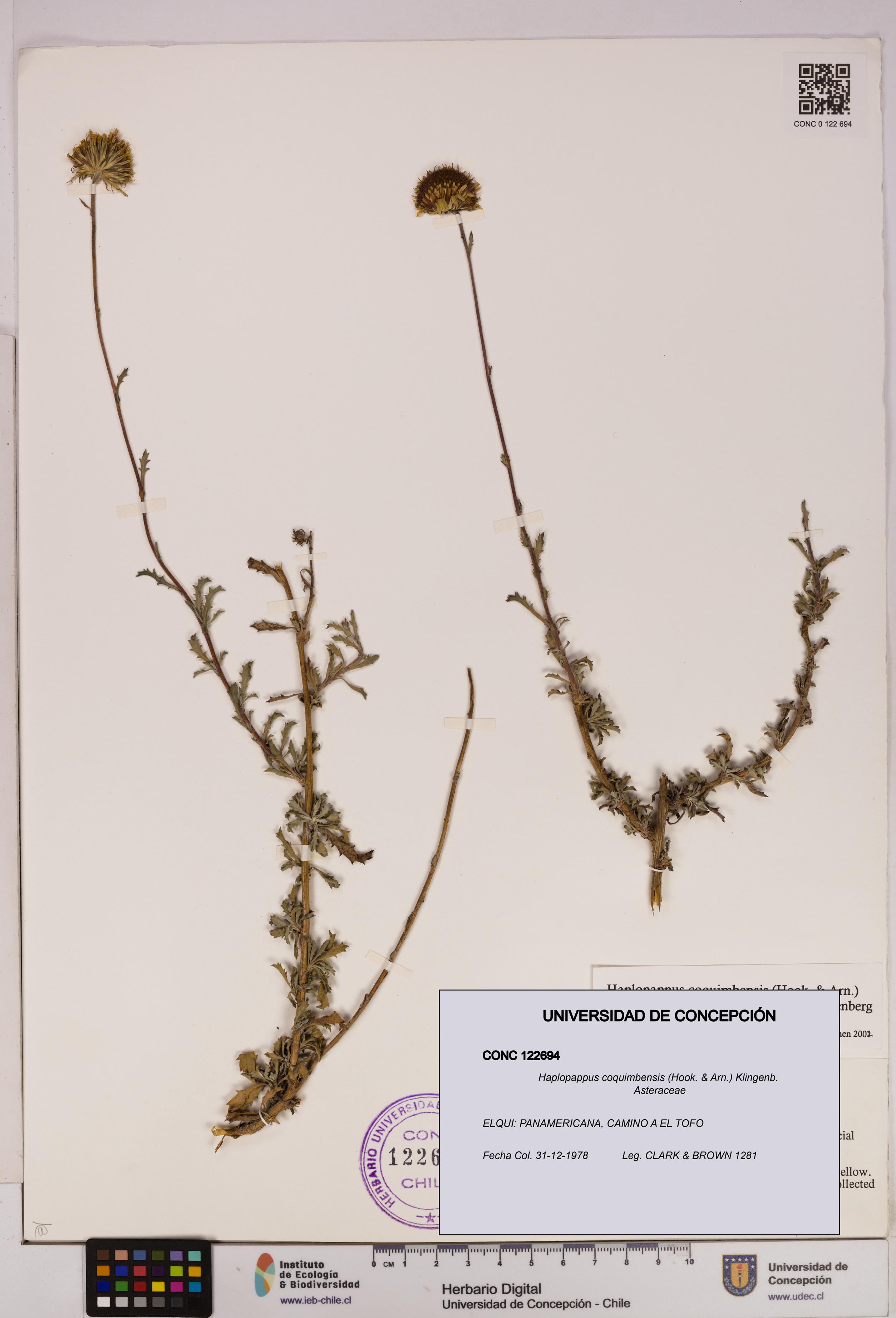 Haplopappus coquimbensis [Espécimen: UDEC:CONC:0122694]
