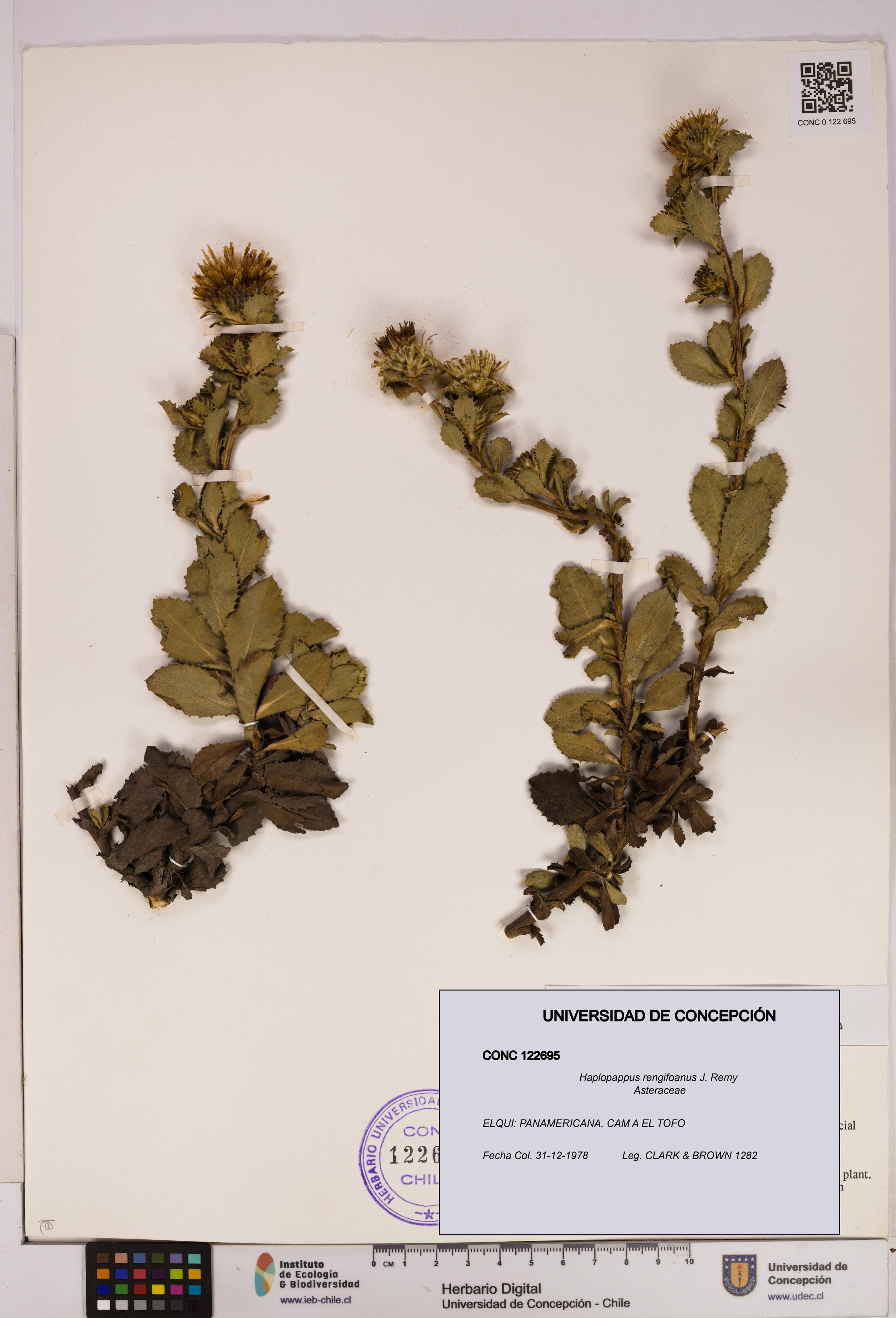 Haplopappus rengifoanus [Espécimen: UDEC:CONC:0122695]