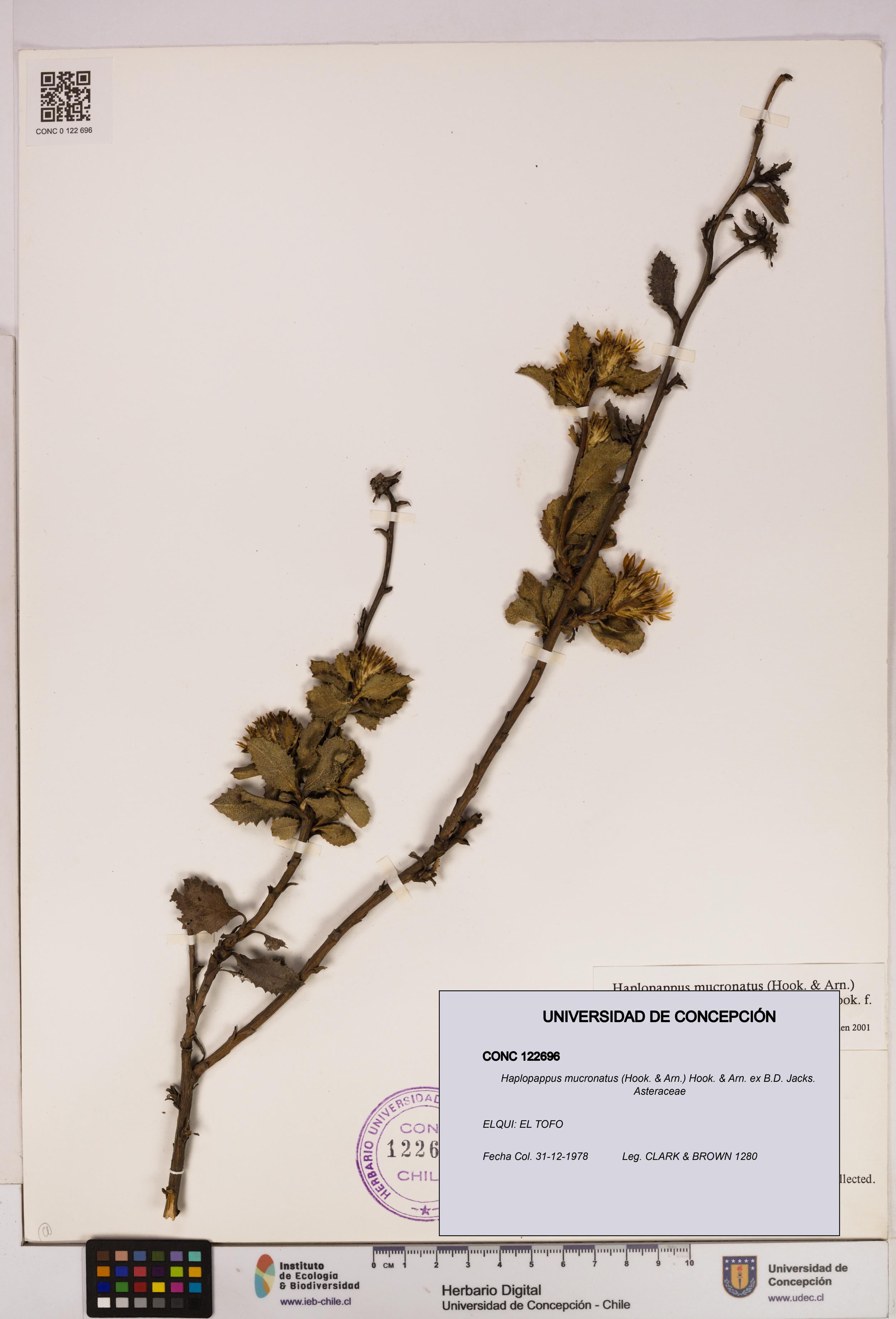 Haplopappus mucronatus [Espécimen: UDEC:CONC:0122696]