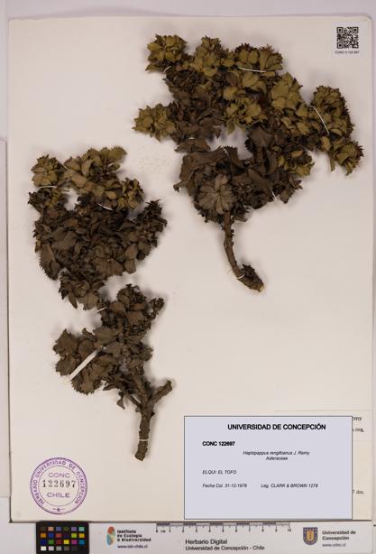 Haplopappus rengifoanus [Espécimen: UDEC:CONC:0122697]