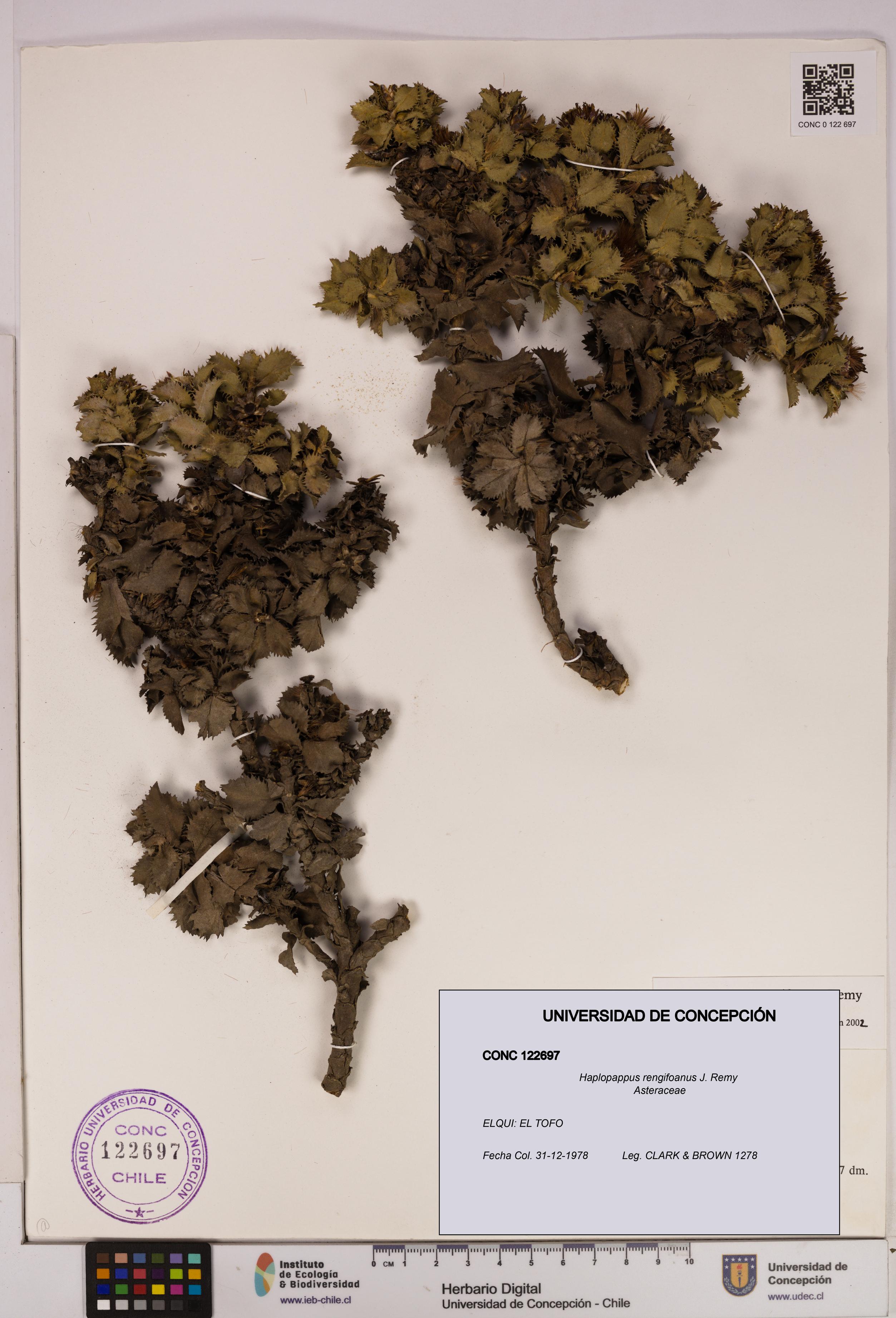 Haplopappus rengifoanus [Espécimen: UDEC:CONC:0122697]
