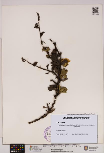 Haplopappus mucronatus [Espécimen: UDEC:CONC:0122698]