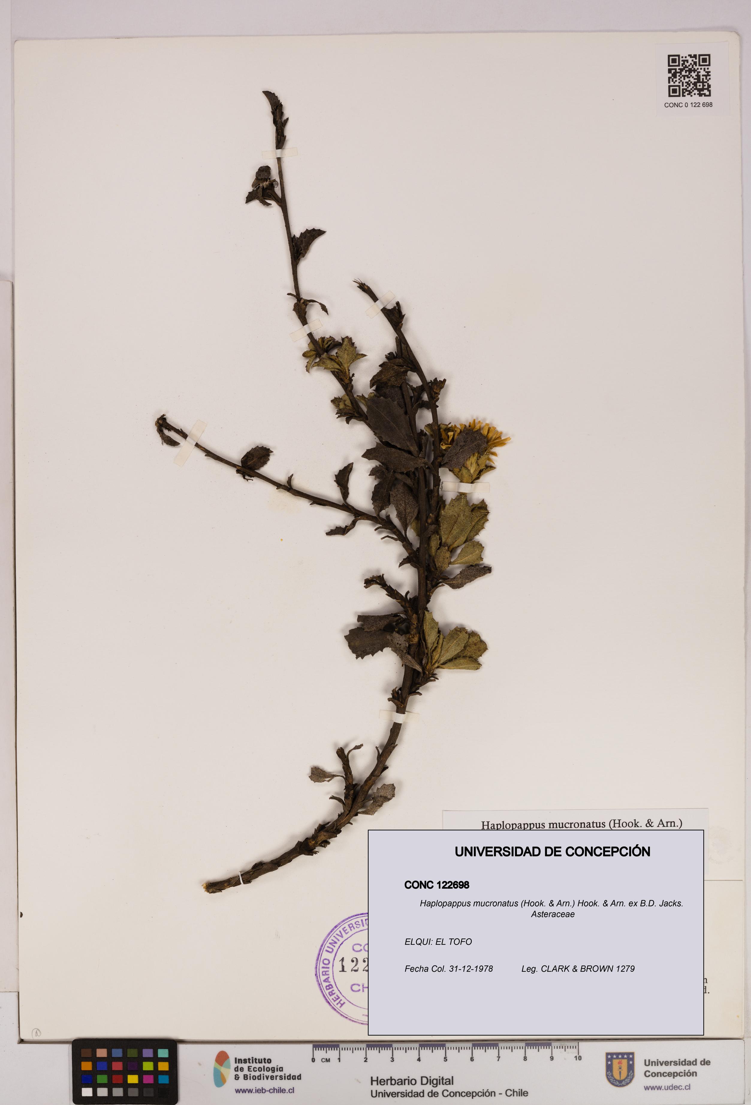 Haplopappus mucronatus [Espécimen: UDEC:CONC:0122698]
