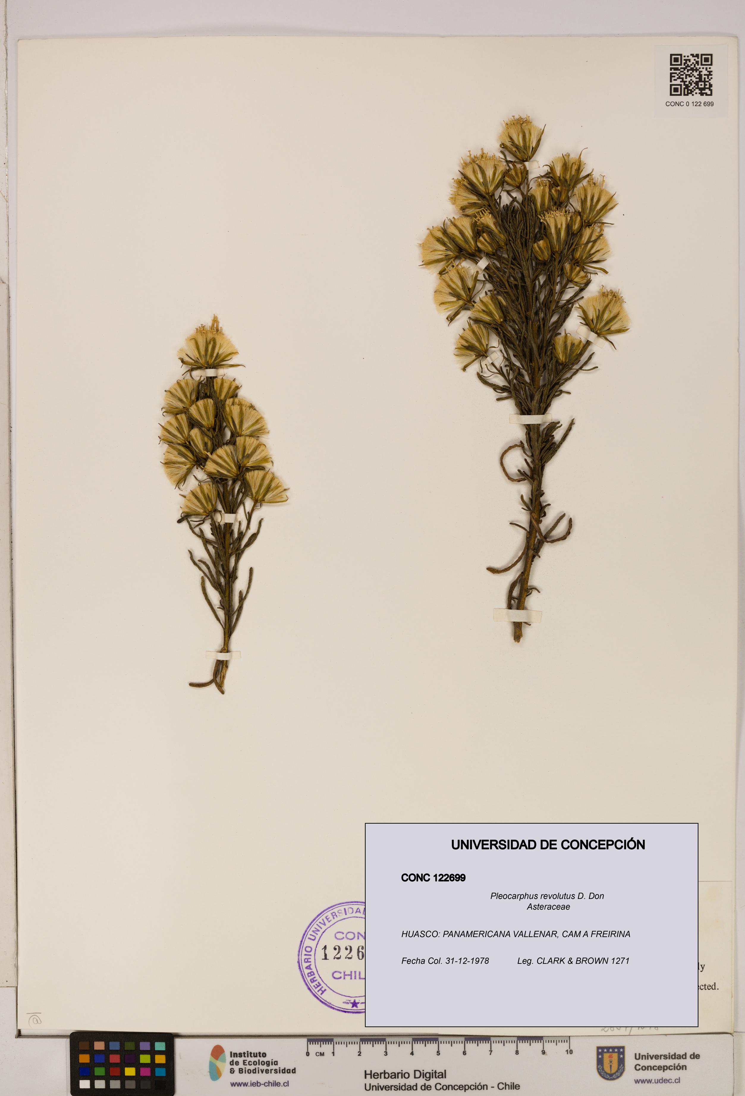 Pleocarphus revolutus [Espécimen: UDEC:CONC:0122699]