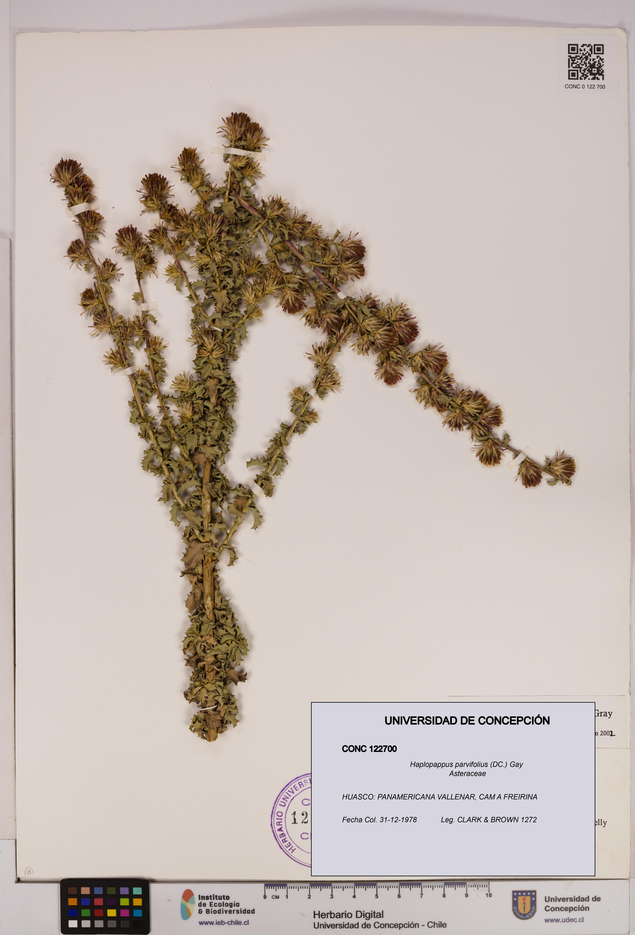 Haplopappus parvifolius [Espécimen: UDEC:CONC:0122700]