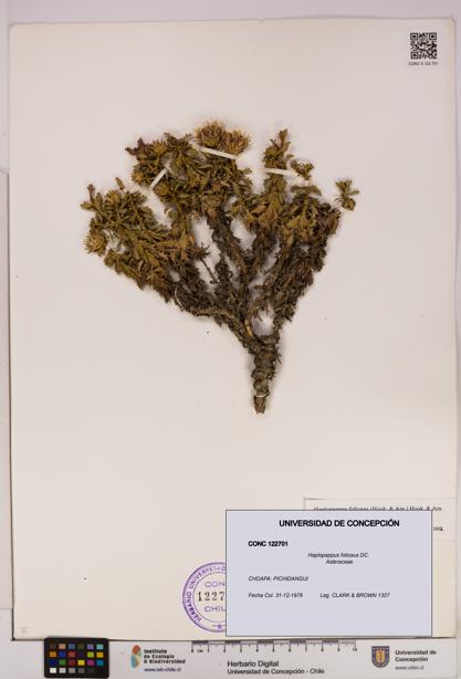 Haplopappus foliosus [Espécimen: UDEC:CONC:0122701]