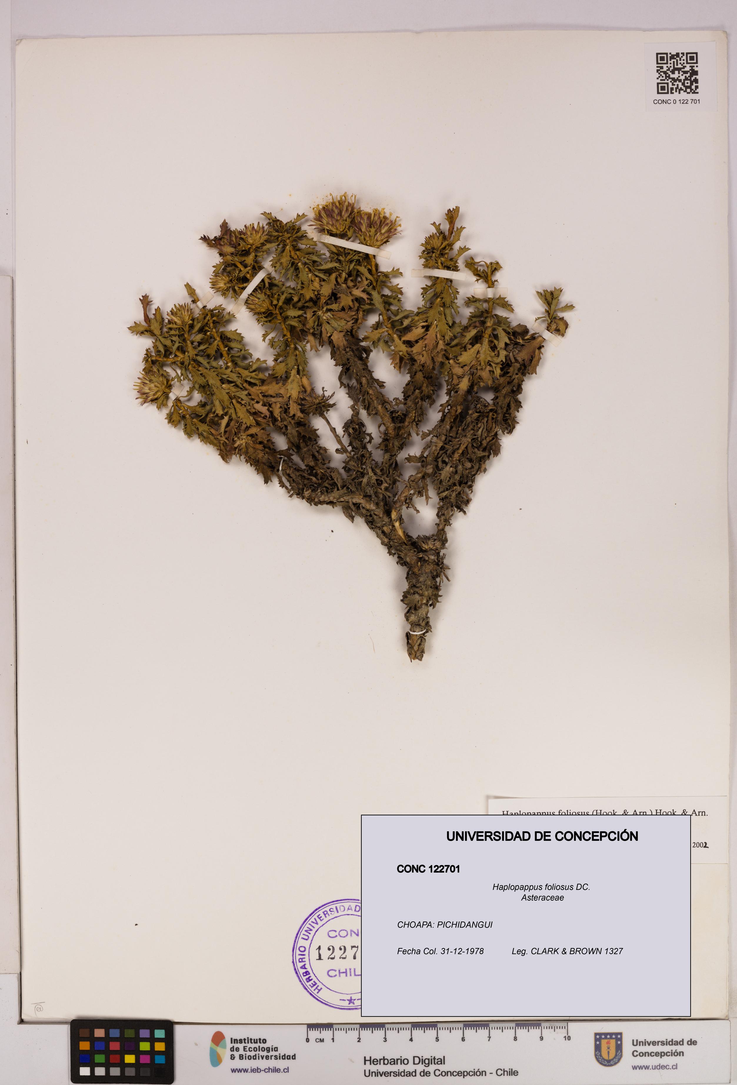 Haplopappus foliosus [Espécimen: UDEC:CONC:0122701]