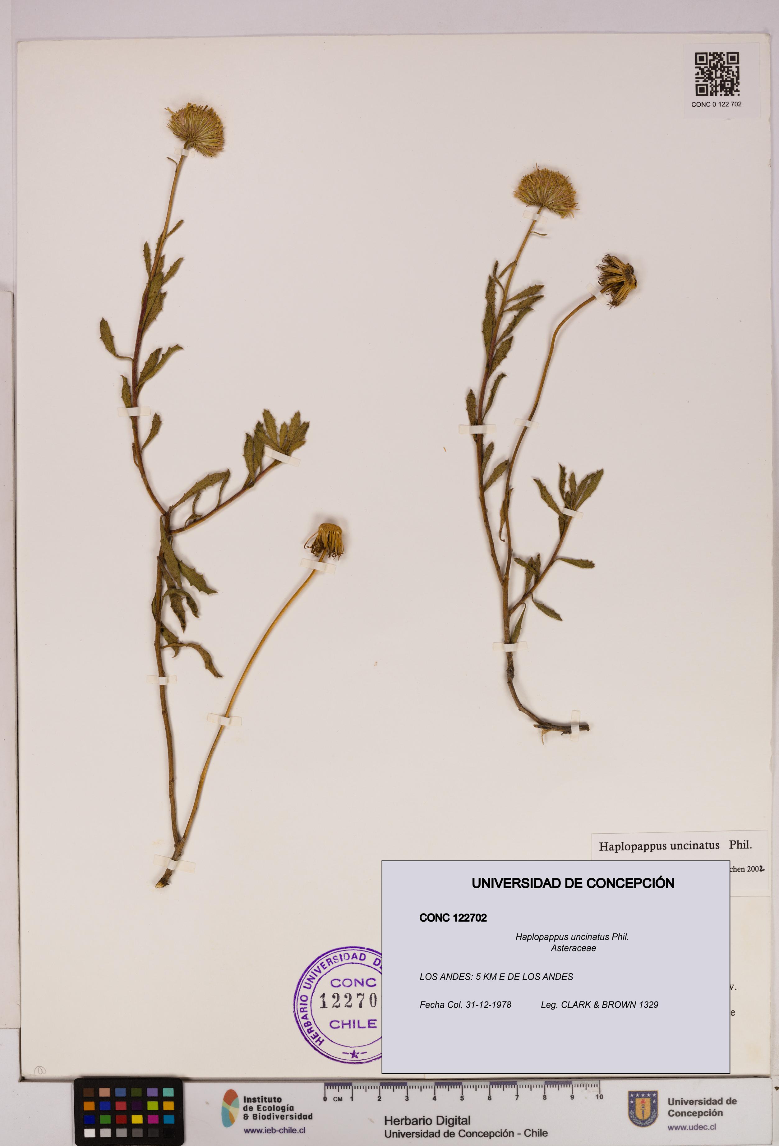 Haplopappus uncinatus [Espécimen: UDEC:CONC:0122702]