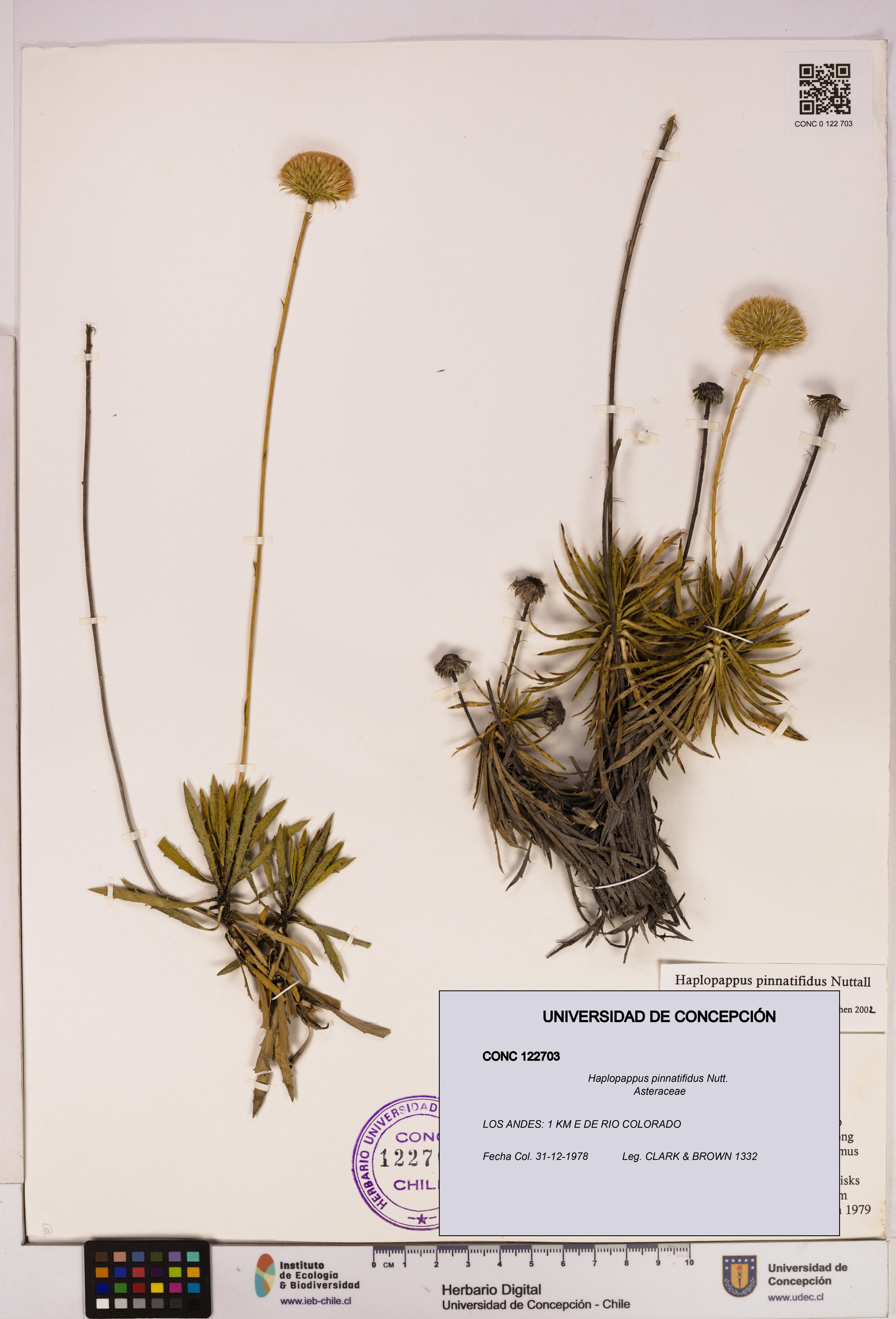 Haplopappus pinnatifidus [Espécimen: UDEC:CONC:0122703]