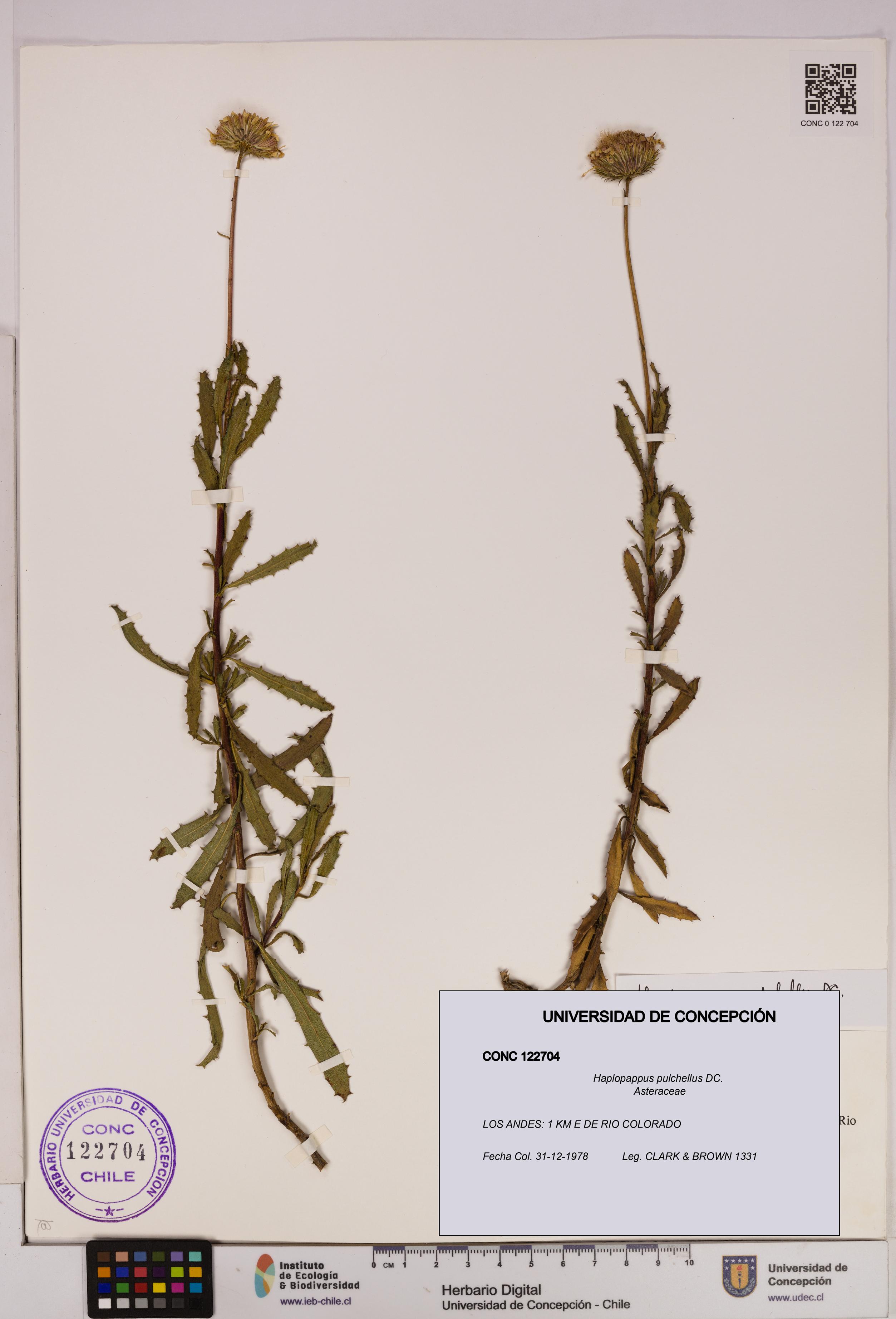 Haplopappus pulchellus [Espécimen: UDEC:CONC:0122704]