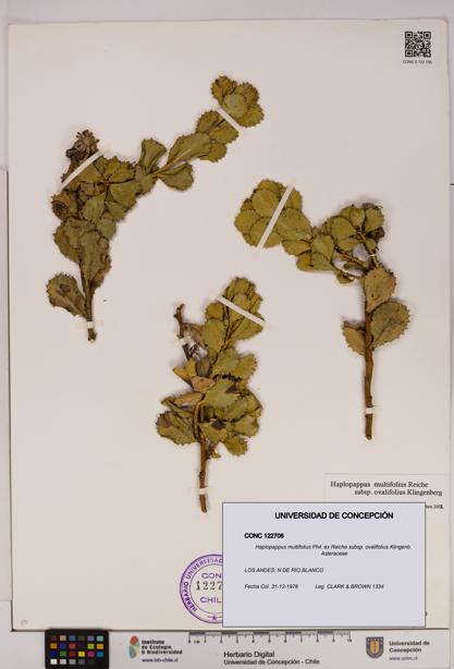 Haplopappus multifolius subsp. ovalifolius [Espécimen: UDEC:CONC:0122706]