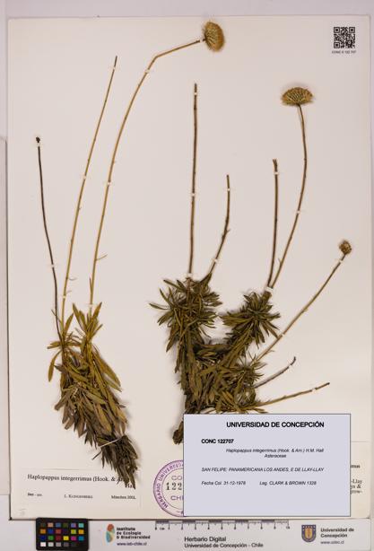 Haplopappus integerrimus [Espécimen: UDEC:CONC:0122707]
