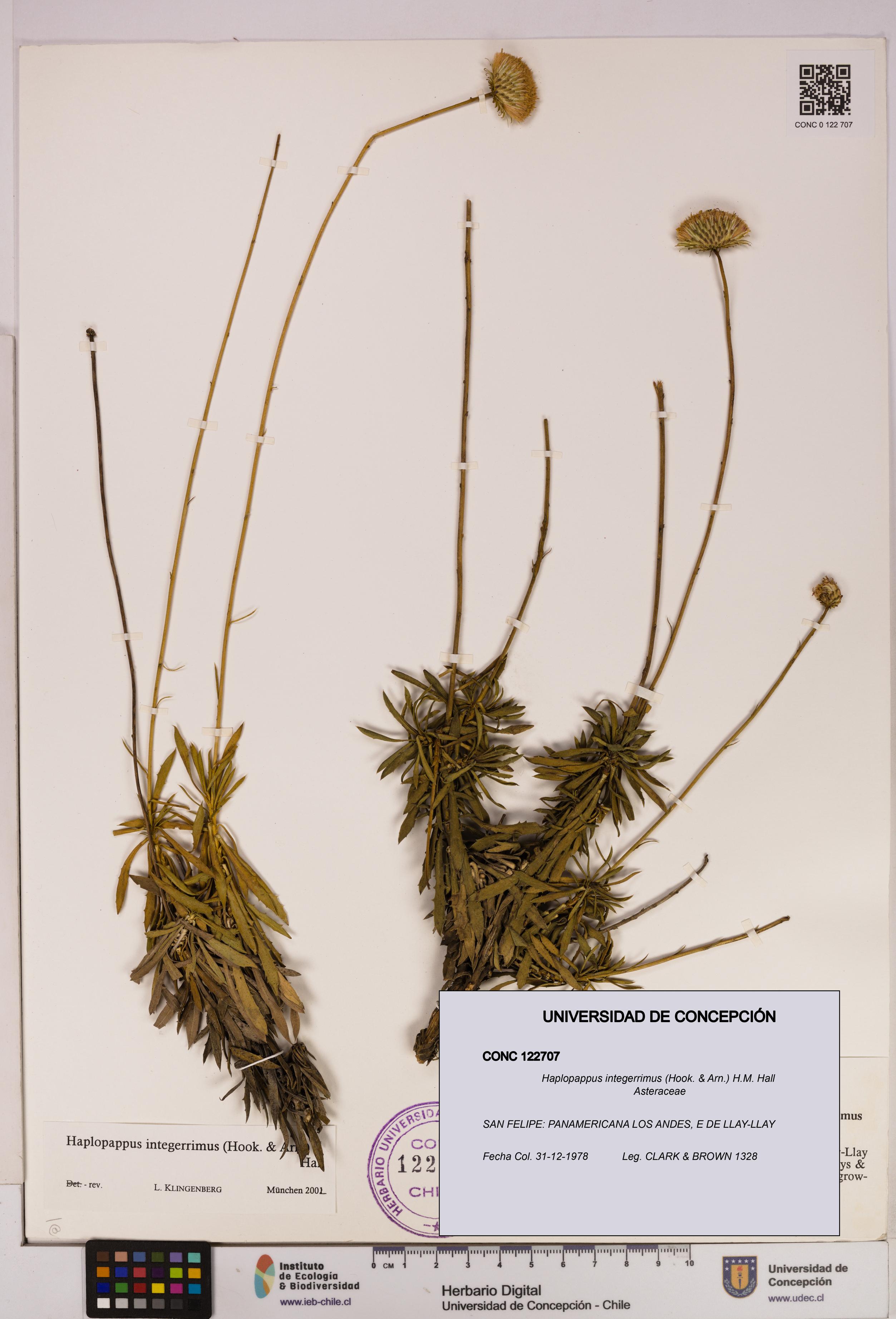 Haplopappus integerrimus [Espécimen: UDEC:CONC:0122707]