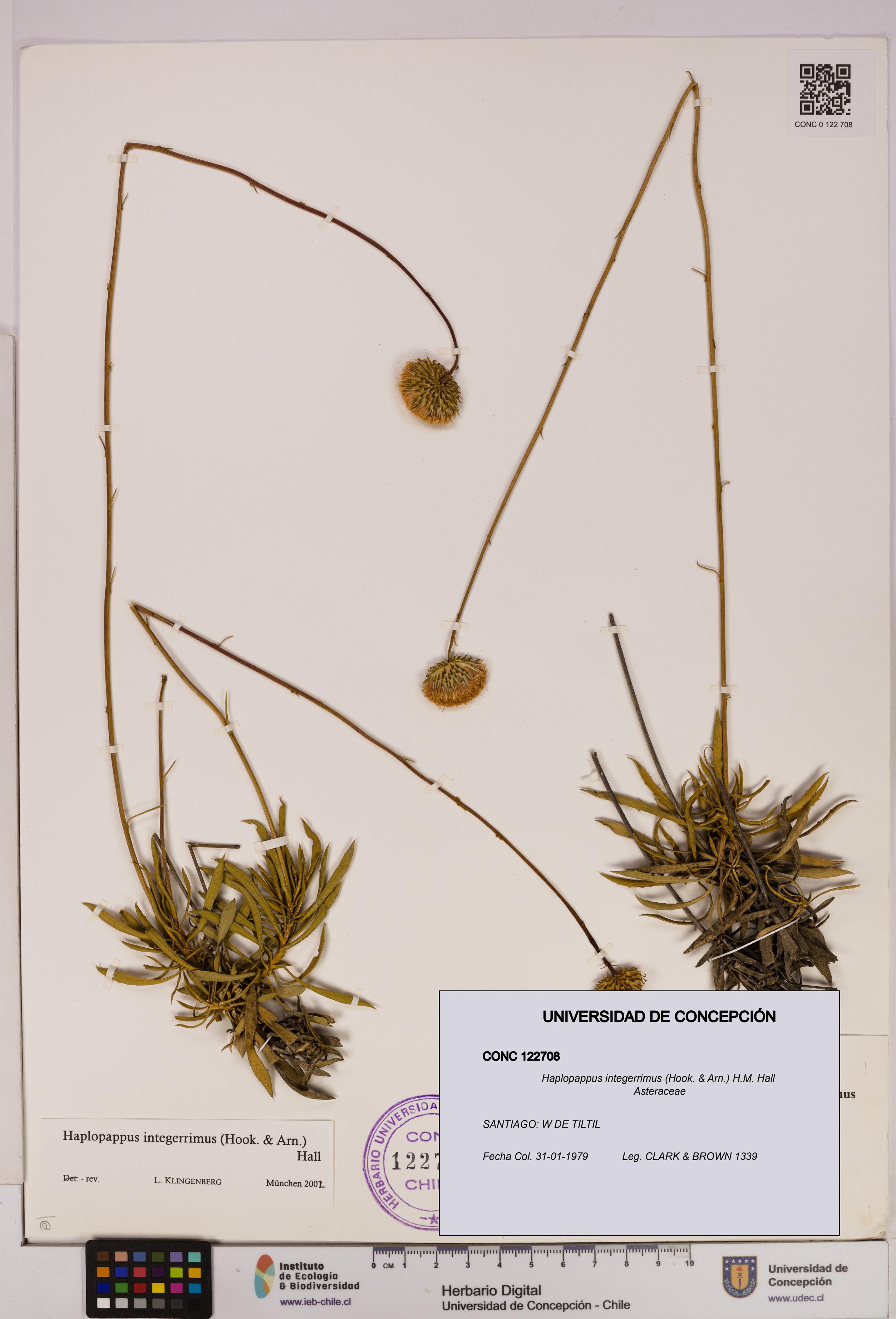 Haplopappus integerrimus [Espécimen: UDEC:CONC:0122708]